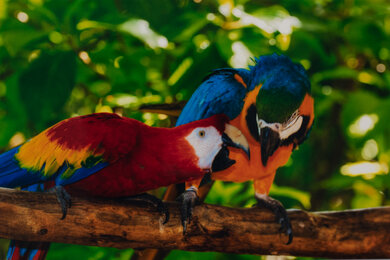 Brother MFC-J995DW Parrots Picture