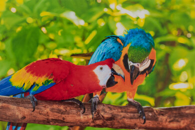 HP ENVY 6055e Parrots Picture