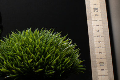 Canon EOS RP Sharpness Scene Crop