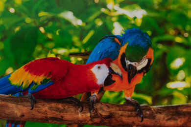 HP OfficeJet Pro 9025e Parrots Picture