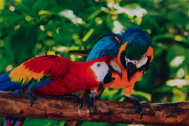 Epson EcoTank ET-2720 Parrots Picture