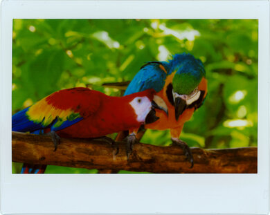 Fujifilm instax Link WIDE Parrots Picture