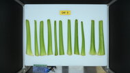GE GNE27JYMFS Produce Picture (After)