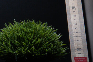 Leica D-Lux 8 Sharpness Scene Crop