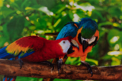 Epson EcoTank Pro ET-5850 Parrots Picture