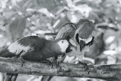 Canon imageCLASS MF3010 Parrots Picture