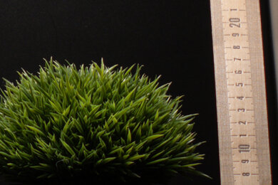 OM SYSTEM OM-1 Mark II Sharpness Scene Crop