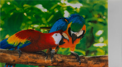 Polaroid Hi-Print Generation 2 Parrots Picture