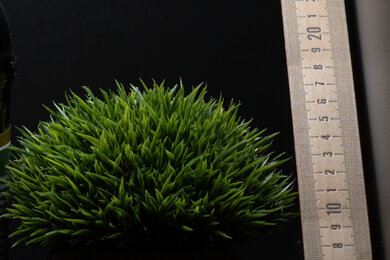 Nikon Z 6III Sharpness Scene Crop