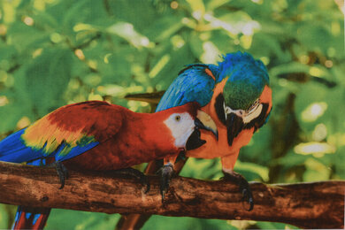 HP Color LaserJet Pro MFP M479fdw Parrots Picture