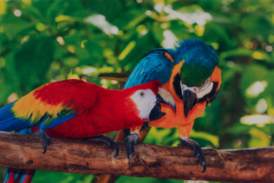Epson WorkForce WF-2950 Parrots Picture
