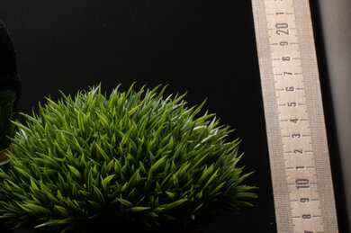 Sigma fp L Sharpness Scene Crop