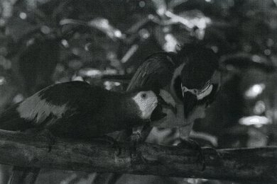 Brother HL-L2460DW Parrots Picture