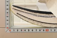 Kiprun Kipstorm Challenger Forefoot Rocker Photo