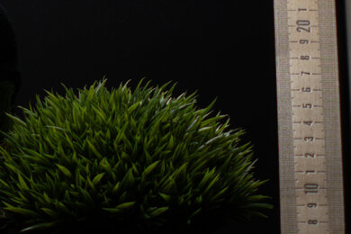 Canon EOS Rebel T8i/850D Sharpness Scene Crop