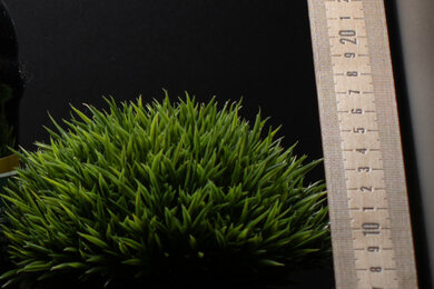 Nikon Z f Sharpness Scene Crop