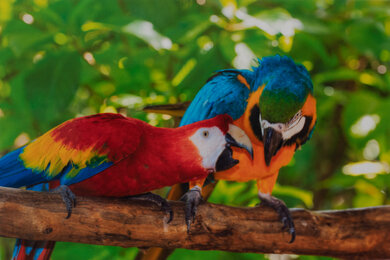 Canon PIXMA G6020 Parrots Picture