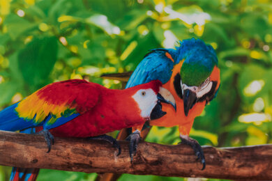 HP ENVY Photo 7855 Parrots Picture