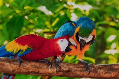 Epson Expression Premium ET-7750 EcoTank Parrots Picture