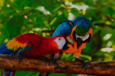 Canon PIXMA TS302a Parrots Picture