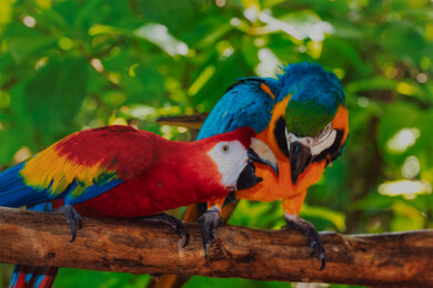 Canon PIXMA G4270 Parrots Picture