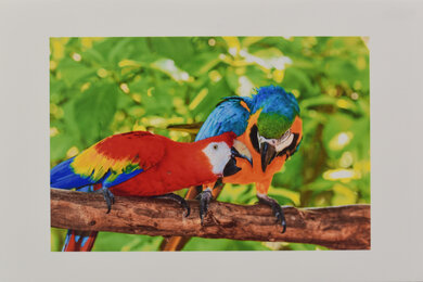 HP DeskJet 4155e [4133e, 4152e, 4158e]​ Parrots Picture