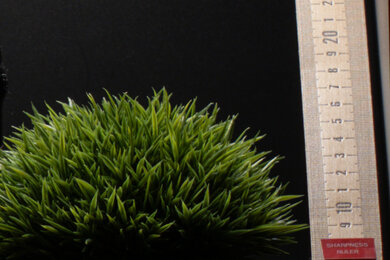 Panasonic LUMIX GH7 Sharpness Scene Crop