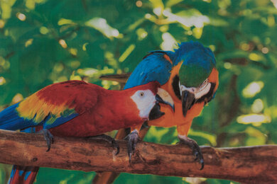 Brother MFC-L8905CDW [MFC-L8895CDW, MFC-L8900CDW] Parrots Picture