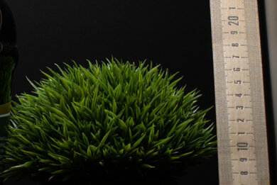 Sony ZV-E1 Sharpness Scene Crop