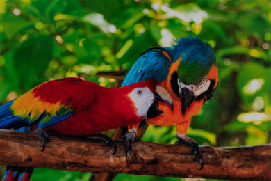 Epson EcoTank ET-2840 Special Edition Parrots Picture