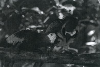 Brother HL-L2460DW Parrots Picture