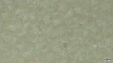 adidas Questar 4 Primary Foam Picture