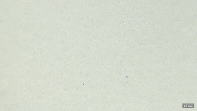 Dynafish Xiaonian Primary Foam Picture