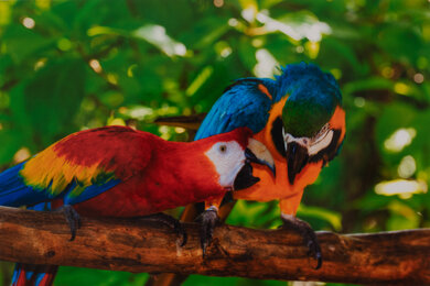 Canon PIXMA MG3620 Parrots Picture