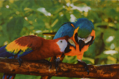 Canon IVY Mini Photo Printer Parrots Picture
