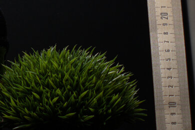 Canon EOS Rebel SL3/250D Sharpness Scene Crop