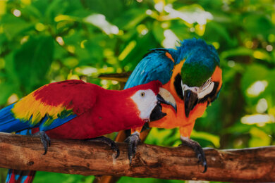 Epson EcoTank Photo ET-8550 Parrots Picture