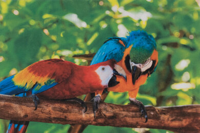 HP Color LaserJet Pro MFP M283fdw Parrots Picture