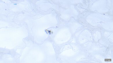 Brooks Ghost 18 Primary Foam Picture