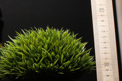 Canon EOS R7 Sharpness Scene Crop