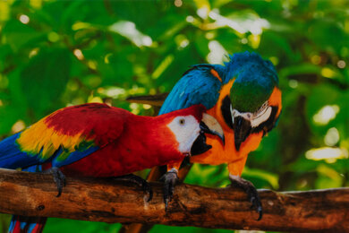 Canon PIXMA TS9520a/TS9521Ca Parrots Picture