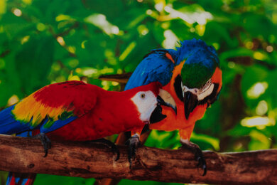 HP OfficeJet Pro 8135e Parrots Picture