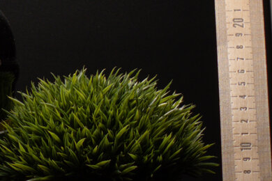 Olympus OM-D E-M5 Mark III Sharpness Scene Crop