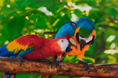 Canon PIXMA TR7120 Parrots Picture