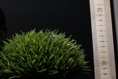 Nikon Z fc Sharpness Scene Crop