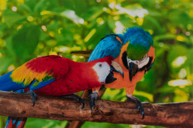 HP Tango X Parrots Picture