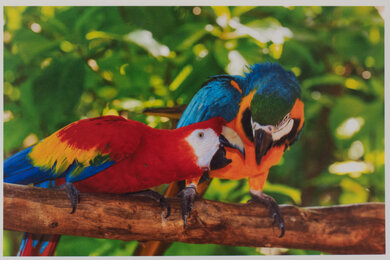 Epson EcoTank Pro ET-5180 Parrots Picture