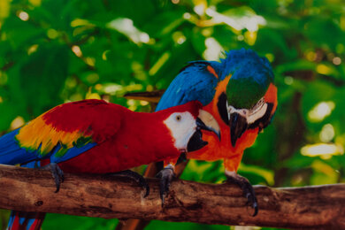 HP OfficeJet 250 Parrots Picture