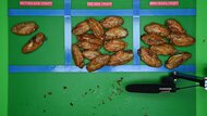 Ninja Pro AF141 Sorted Wings