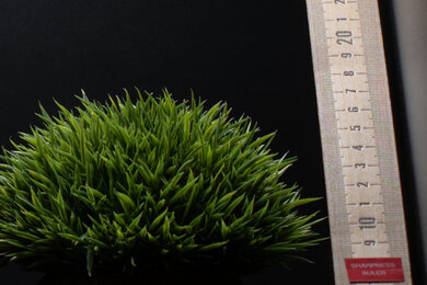 Panasonic LUMIX S5 IIX Sharpness Scene Crop